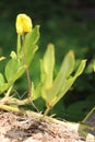 A bright yellow flowering ground cover plants. Royalty Free Stock Photo