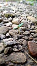 a small green leafy plant that grows between small stones Royalty Free Stock Photo