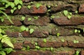 Small green leave growing on old red brick wall. close up green plant in the natural. Royalty Free Stock Photo