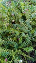 Small green leaves with branches beautiful photi