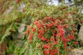 Small green leaves and cranberry-red fruit on arching branches of the cranberry cotoneaster plant Royalty Free Stock Photo