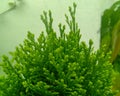 Small green leaves ferns plant growing in garden, nature photography, closeup of leaf pattern