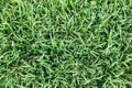 Small green leaves of grass on the ground field for background and textured