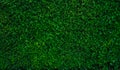 Small green leaves in hedge wall texture background. Closeup green hedge plant in garden. Eco evergreen hedge wall. Natural