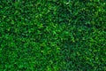 Small green leaves in hedge wall texture background. Closeup green hedge plant in garden. Eco evergreen hedge wall. Natural