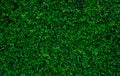 Small green leaves in hedge wall texture background. Closeup green hedge plant in garden. Eco evergreen hedge wall. Natural