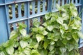 Small green leaves of Peperomia pellucida plant. tumpang air, tumpang angin or suruhan. Peperomia pellucida.