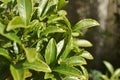 Very small green leaves reflecting sunlight