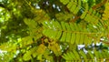 small green leaves of tamarind tree Royalty Free Stock Photo