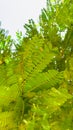 small green leaves of tamarind tree Royalty Free Stock Photo