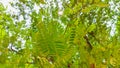 small green leaves of tamarind tree Royalty Free Stock Photo