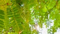 small green leaves of tamarind tree Royalty Free Stock Photo