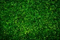 Small green leaves texture background with beautiful pattern. Clean environment. Ornamental plant in the garden. Eco wall. Organic Royalty Free Stock Photo