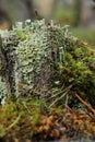 Small green lichen grown on a stump in a forest