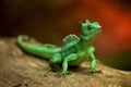 Small green lizard Royalty Free Stock Photo