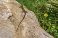 A small green lizard basking on a stone with a flower in the background Royalty Free Stock Photo