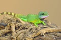 Small green lizard on log Royalty Free Stock Photo