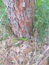 a small green lizard next to a pine stalk