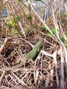 A small green lizard on a rock basks in the sun. Beautiful reptile