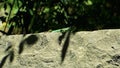 Small green lizard sitting on old hot stone and looking at camera