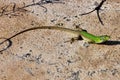 A small green llizard looking Royalty Free Stock Photo