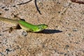 A small green llizard looking Royalty Free Stock Photo