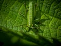 Small green long-horned grasshopper or bush cricket