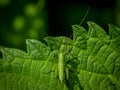 Small green long-horned grasshopper or bush cricket