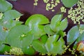 A small green lotus leaf floats on the surface of the water in the lotus pond. Royalty Free Stock Photo