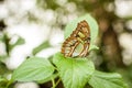 A malachite butterfly standing on a green leaf