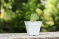 Small green mammillaria longimamma cactus in white flower pot on wooden table in garden Royalty Free Stock Photo