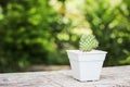 Small green mammillaria longimamma cactus in white flower pot on wooden table in garden Royalty Free Stock Photo