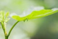 Small green mantis beetle hides on the back of a fig leaf Royalty Free Stock Photo