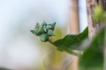 Small green marrow with flower growing on the vegetable bed Royalty Free Stock Photo