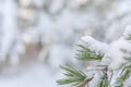 Small green natural pine tree branch frosty covered with ice Royalty Free Stock Photo