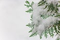 Small green natural tree branch frosty covered with ice and snow Royalty Free Stock Photo