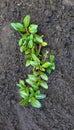 Small green new plant in ground, growing young plant in earth, new life,gardening,spring,seedling,nature concept with Royalty Free Stock Photo