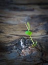 Small green offshoot growing from an old fallen tree Royalty Free Stock Photo