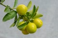 Small green oranges growing on branch Royalty Free Stock Photo