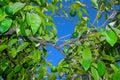 Small green oranges on the tree and blue sky background, summer Royalty Free Stock Photo