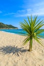 Small green palm tree on sand and view of blue sea, Capo Boi beach, Sardinia island, Italy Royalty Free Stock Photo