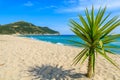 Small green palm tree on sand and view of blue sea, Capo Boi beach, Sardinia island, Italy Royalty Free Stock Photo