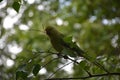 Small Green Parrot Blending into the Tree Royalty Free Stock Photo