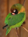 Small green parrot - Lovebird, Agapornis Royalty Free Stock Photo