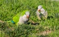 Small green parrot in the park of Barcelona