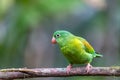 Small green parrot Tirika tovi - Brotogeris jugularis, tirika tovi. La Fortuna, Volcano Arenal,Costa Rica. Royalty Free Stock Photo