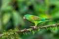 Small green parrot Tirika tovi - Brotogeris jugularis, tirika tovi. La Fortuna, Volcano Arenal,Costa Rica. Royalty Free Stock Photo