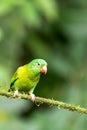 Small green parrot Tirika tovi - Brotogeris jugularis, tirika tovi. La Fortuna, Volcano Arenal,Costa Rica. Royalty Free Stock Photo