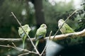 small green parrots sit on a tree branch in the park