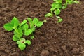 Small green pea growing in garden Royalty Free Stock Photo